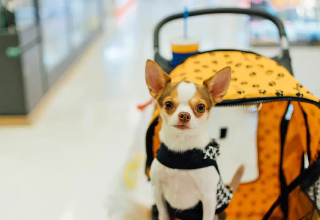 traveling with pets, flying with dog, flying with cats, traveling tips